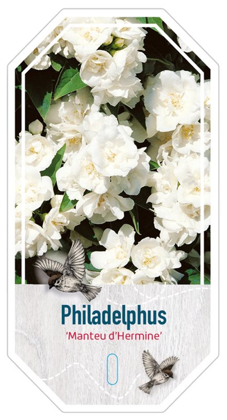 Philadelphus 'Manteau d'Hermine' - C3 30-40 CM